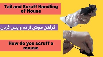 Easy and step by step Tail and scruff handling of mouse🐀 طریقه گرفتن و نگهداشتن موش از دم و پس گردن