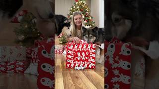 Dogs get epic Christmas present! #shorts