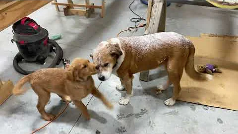 Hanging Canoe Seats - Shop Dogs and Snowstorms - Freedom 17 Canoe Build Episode 26