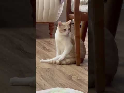 October 4 2025 Catvideos Pet Cutecat Fesghelli Cat Cat Watching Pet Short Lifeisbutadream