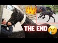The sad end of our beautiful friesian horse queenuniek  friesian horses