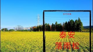 《2019台灣台中》 后里泰安落羽松＃旅行要趁早