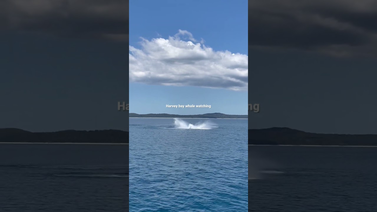 Whale watching in Harvey Bay 