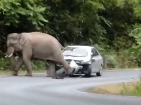 Elephant Caught on Camera Trashing Car