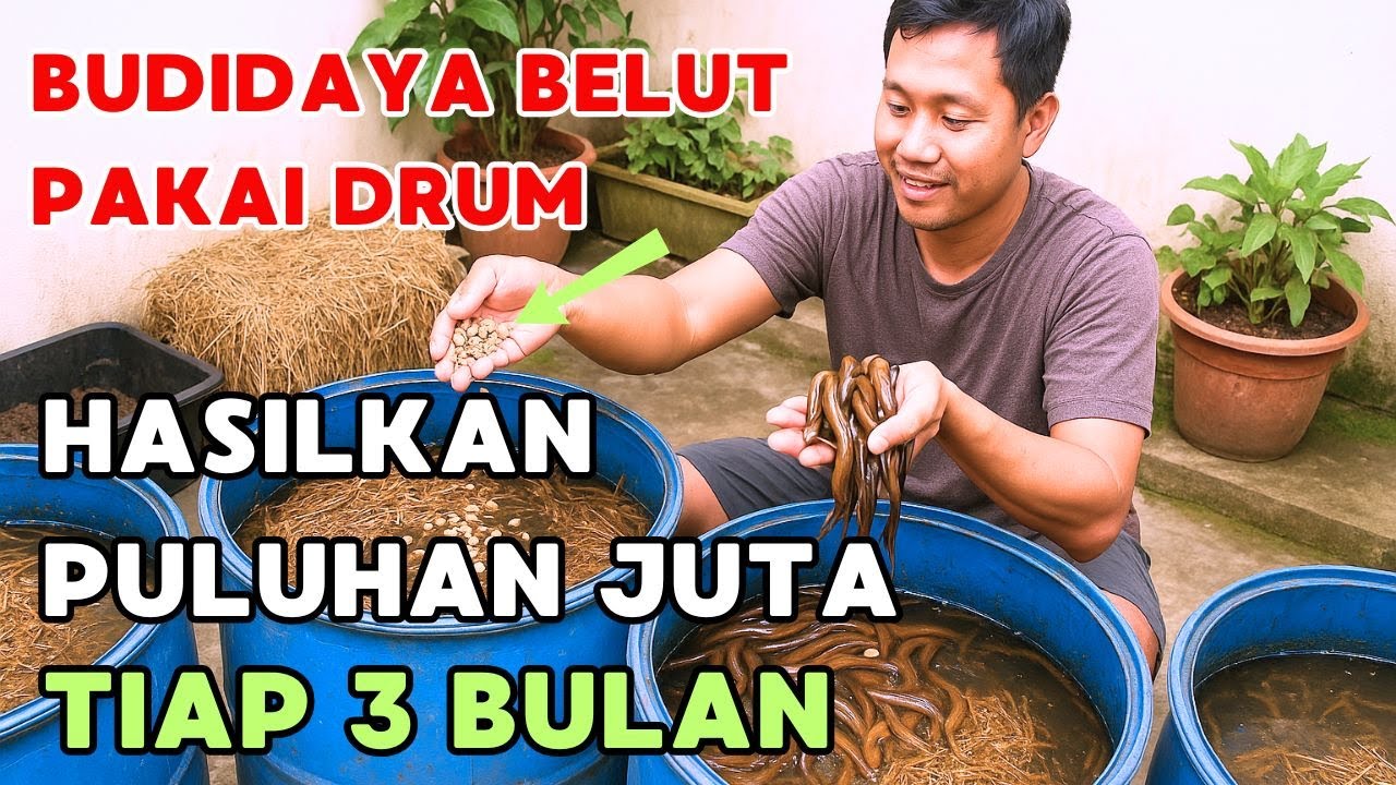 CARA BUDIDAYA BELUT PAKAI DRUM  DENGAN CARA INI HASIL BISA MAKSIMAL