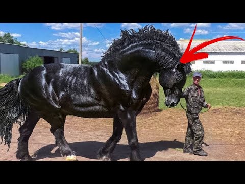 Video: Divoká zver: ako spí kôň?
