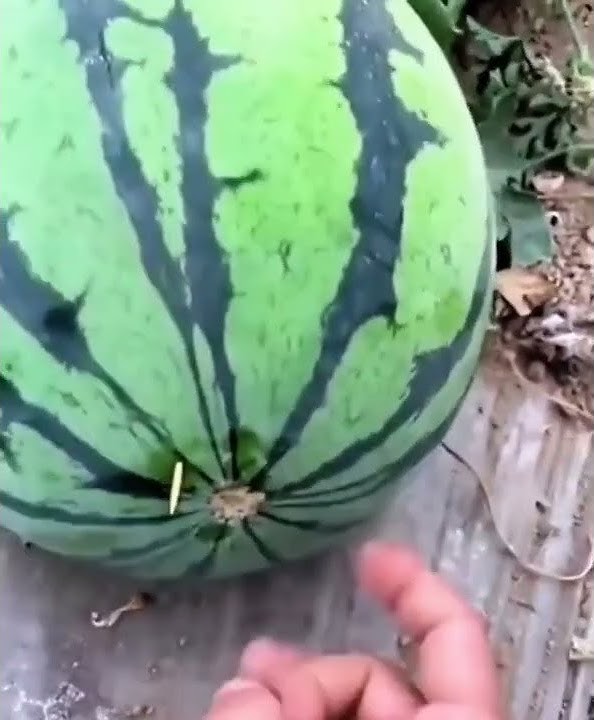#watermelon #sugar #reels #shorts