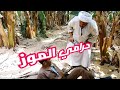 بحبح بيسرق موز من مزرعة المعلم دبور ـ لما تكون مشغل معاك حد و يسرقك 