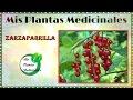 Beneficios de la zarzaparrilla para la salud - Plantas medicinales