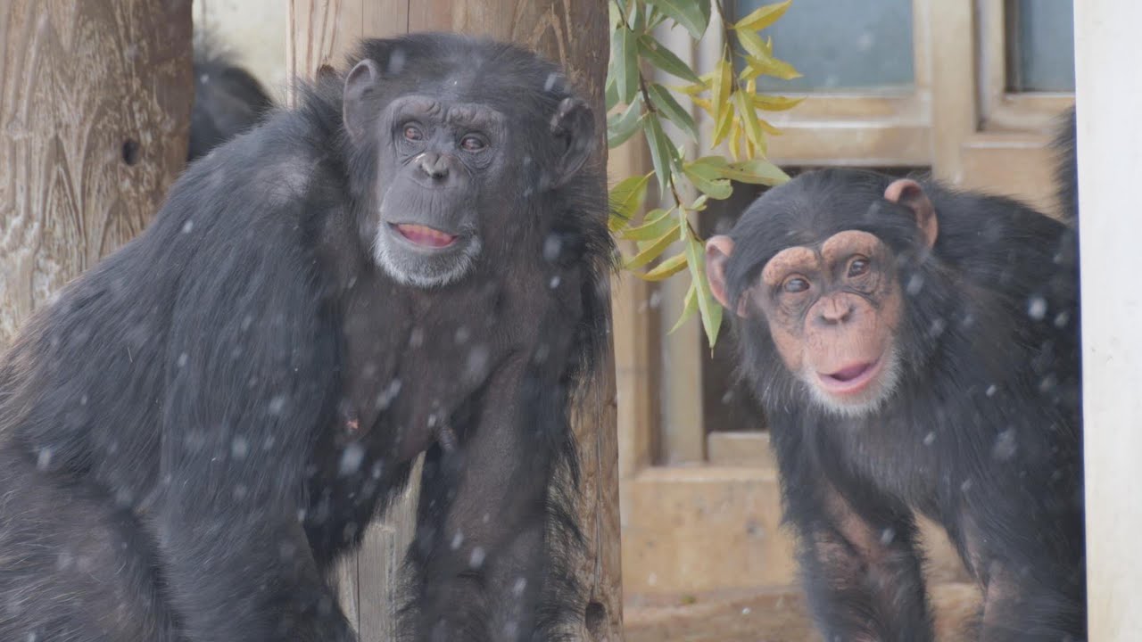 It's snowing heavily!