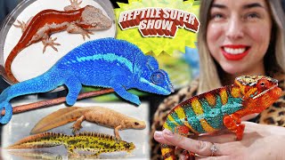 Vibrant Chameleons & Geckos at Reptile Super Show! by TikisGeckos 5,077 views 3 months ago 21 minutes