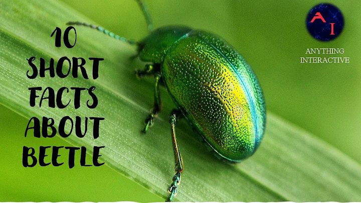 10 Short Facts About Beetle | Get to Know It ! - DayDayNews