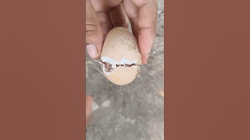 Emergency Hatch! Chick Was Stuck in the Egg 🥚🥚#shorts