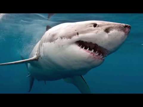 Video: Witte haai: levensstijl, interessante feiten en leefgebied