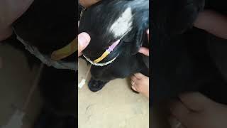 😱 खून की कमी से कमजोर हुई बकरी #Bakri #farming #Anemia