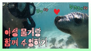 서호주 퍼스 여행 🇦🇺 #5 / 야생 물개와 함께 수영하고 왔습니다_자막❌ Jurien Bay Sea lion swim tour, 호주 워홀