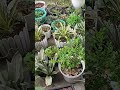 Abeni Odyds Está En Directo 