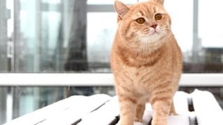 Cat in the Snow | Mr Bear the British Shorthair