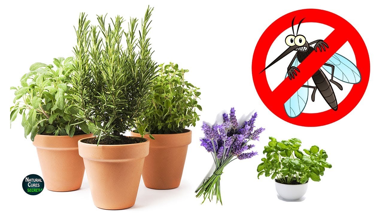 6 Plants That Repel Mosquitoes and Insects Naturally! - YouTube