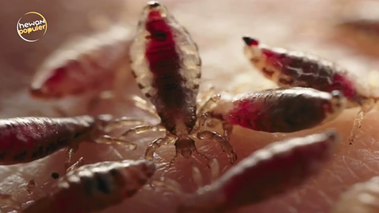 Simbiosis yang merugikan | PARASITISME