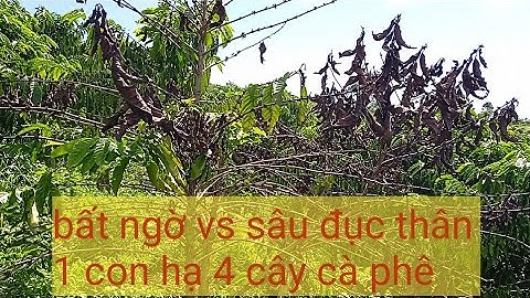 bất ngờ sự tàn phá của 1 sâu đục thân xem mà choáng-terrible coffee tree worm #sauducthan #caycaphe