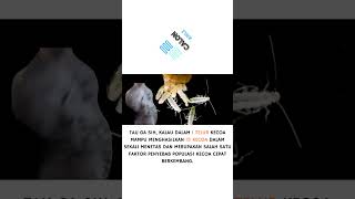 FAKTA UNIK TENTANG KECOA #kecoa #kecoak #faktaunik #shorts #shortvideo #viral #sains