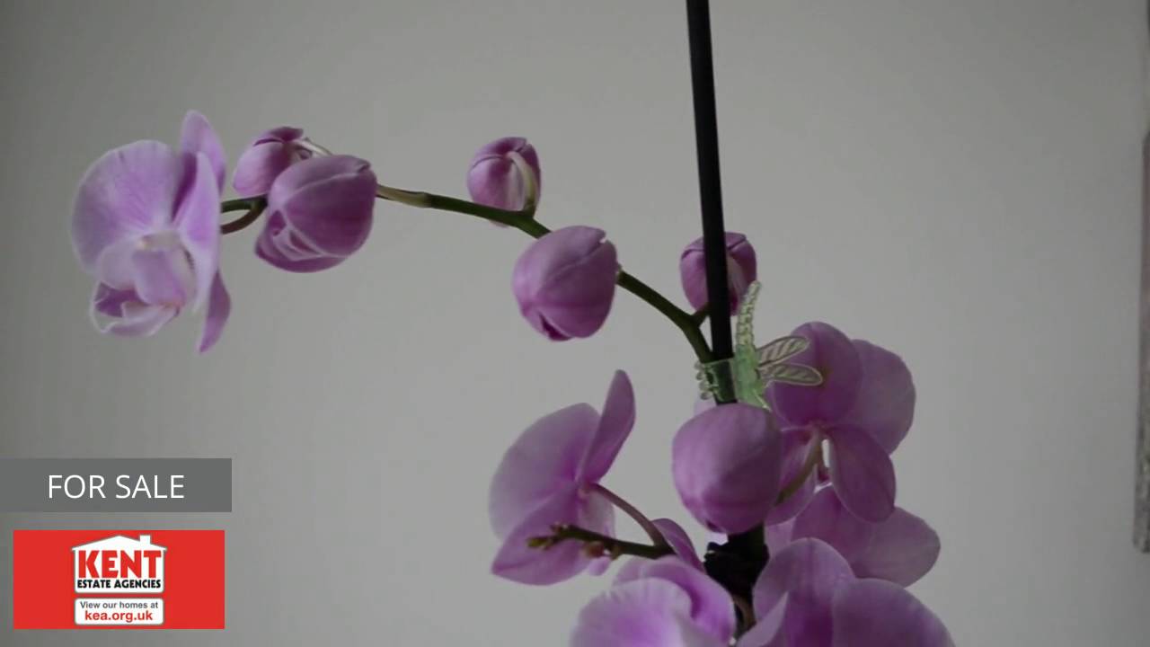 Bellevue Road, Whitstable YouTube