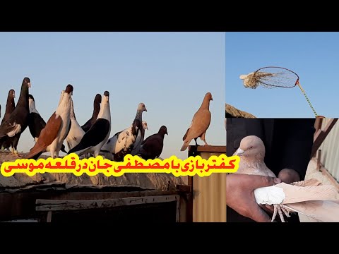 تصویری: کدام کبوتر برای خانه بهتر است؟