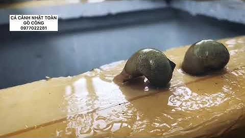 ỐC TÁO TẠI TIỆM CÁ CẢNH NHẬT TOÀN GÒ CÔNG 0977022281