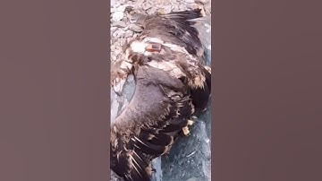 20-Year-Old GPS Found on Dead Eagle! #shorts #facts