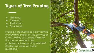 What You Need to Know About Tree Pruning - Precision Tree Services