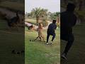 Tiger attack on dog  nouman hassan 