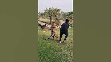 Tiger Attack on Dog 😰| Nouman Hassan |