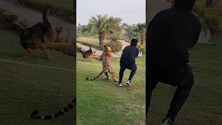Tiger Attack On Dog Nouman Hassan 