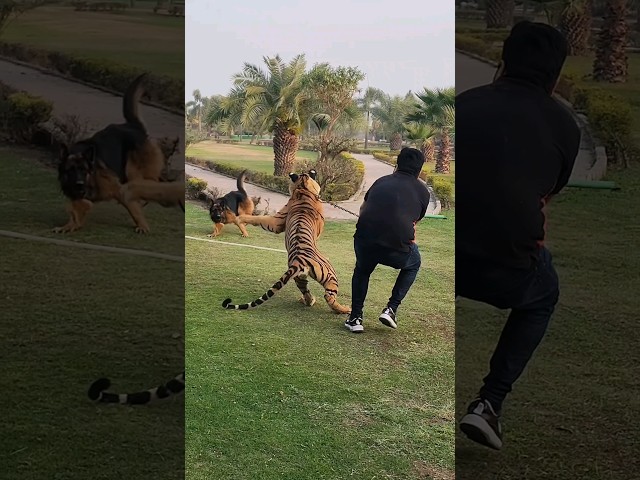 Tiger Attack on Dog 😰| Nouman Hassan | class=