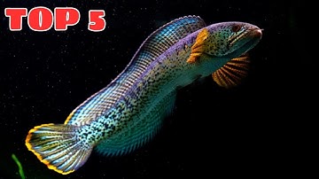 Top 5 dòng cá lóc lạnh đẹp được người chơi săn đón
