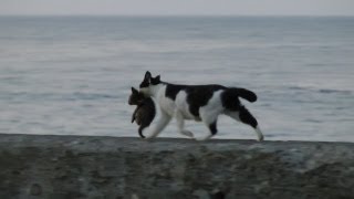 海辺を歩くネコの親子 Seaside kitten and mother cat (HD)