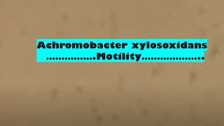 Achromobacter in Wet of Culture Microscopy