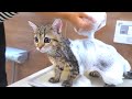 お風呂初体験の子猫を泡まみれにしちゃいました!