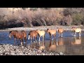 Wild Mustangs Crossing River - Mark Storto Nature Clips