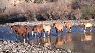 Wild Mustangs Crossing River - Mark Storto Nature Clips