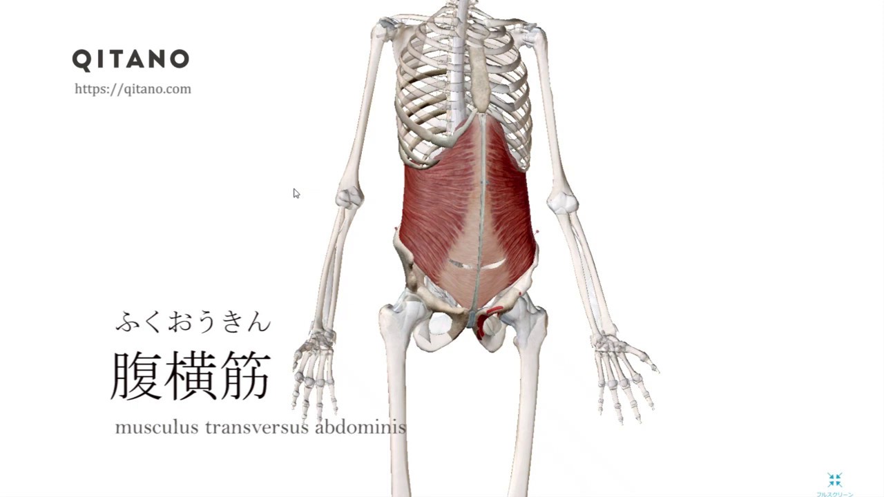腹横筋の解剖学図 Musculus Transversus Abdominis 筋肉辞典 45 Youtube