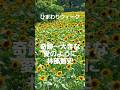 奇跡~大きな愛のように(林部智史)ひまわりウィーク長居植物園2025 #music #ひまわり #song #song #shorts #short #林部智史 #osaka