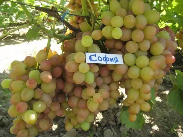 ВИНОГРАД СОФИЯ /ОПИСАНИЕ СОРТА/ХАРАКТЕРИСТИКА СОРТА ВИНОГРАДА СОФИЯ