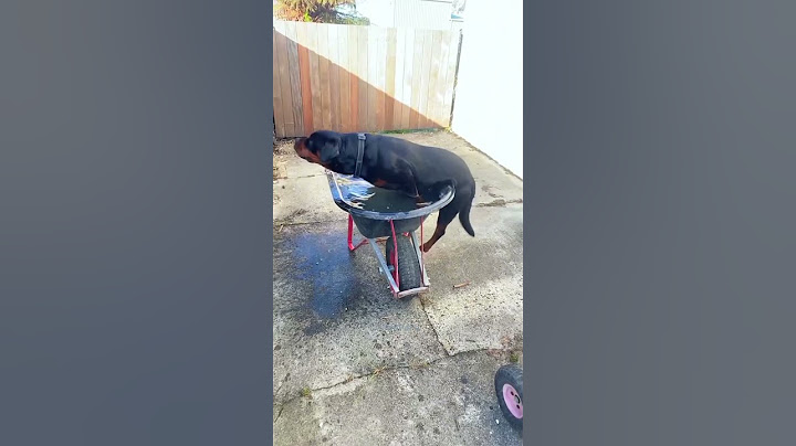 This video will make you laugh🐾🤣#viralvideo #funny #cute #cat #dog #trending #shorts