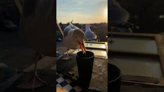 My Pet Seagull & His Shopping List!
