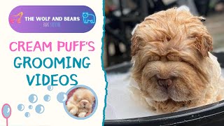 Grooming Videos of our Adorable Chow Chow | Fluffy Cream Puff by The Wolf and Bears 176 views 10 months ago 3 minutes, 48 seconds