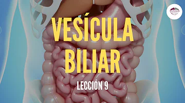 ¿Qué es la ruta vesicular?