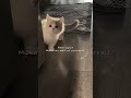 Sahiba edit with cute cat 💖 #cat #cutecat #shortsfeed