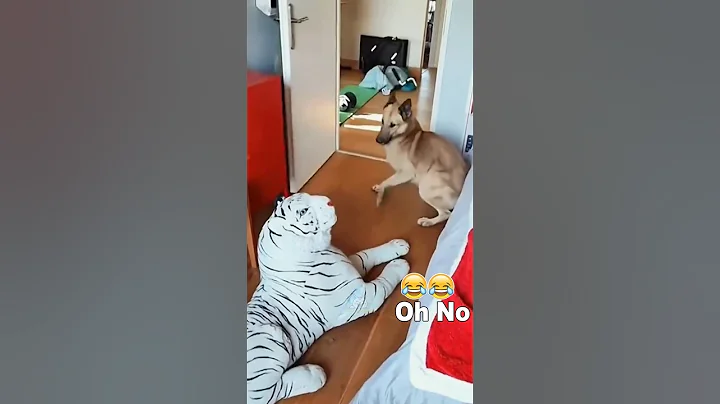 Funny Dogs reaction to being frightened 🐶🐶 #funnyvideos #dog #pet #fyp #dogs #funnydog